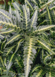 Arachnoides Arachnoides Simplicior, 5L