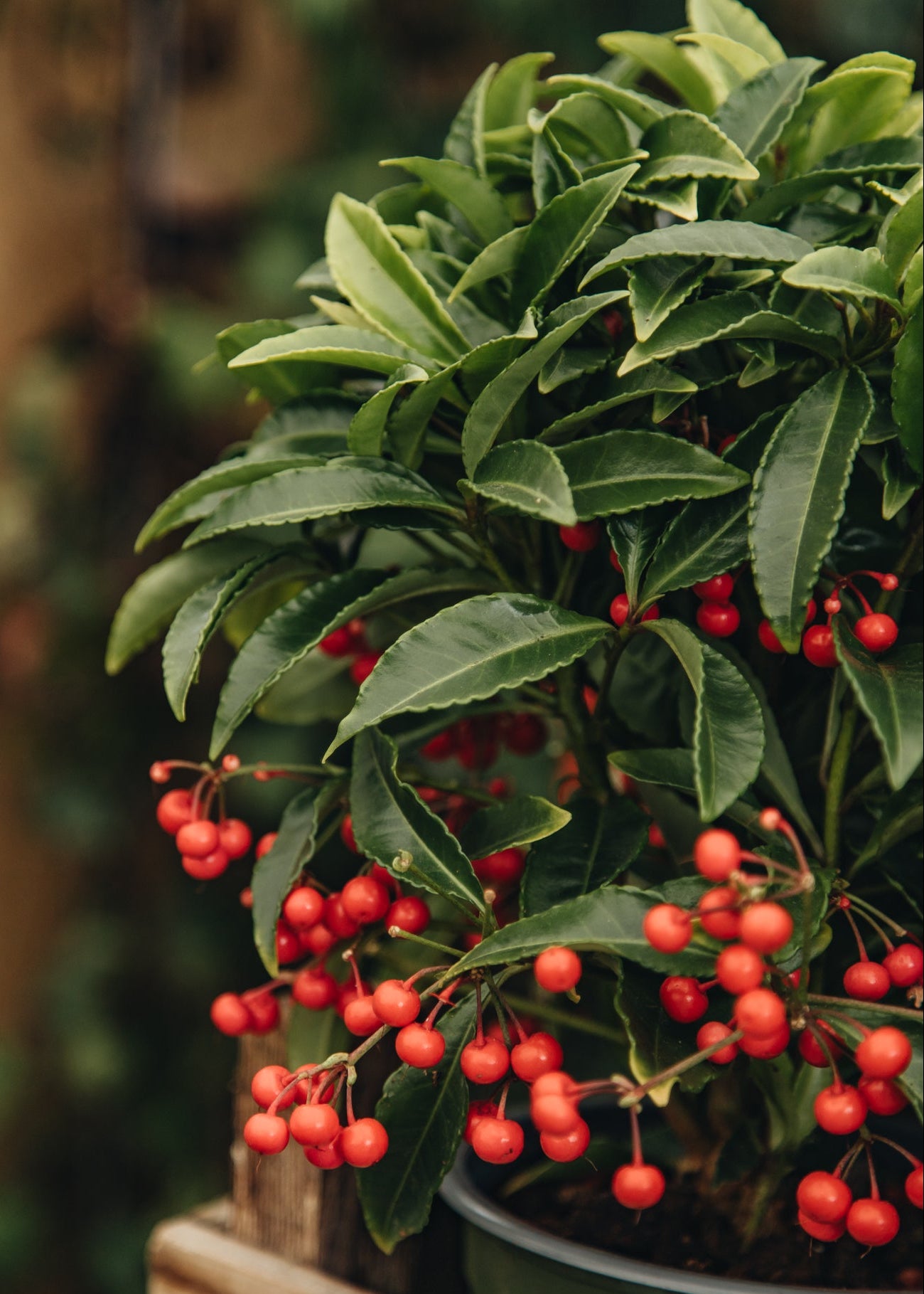 Ardisia Crenata, 1/2L