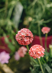 Armeria Armeria Dreamera Dreamland, 2/3L