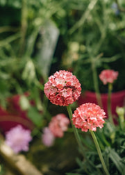 Armeria Armeria Dreamera Dreamland, 2/3L
