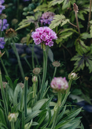 Armeria Armeria Dreameria Sweet Dreams, 2/3L