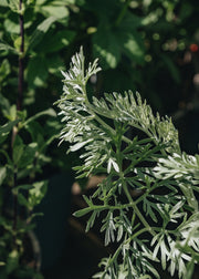 Artemesia Artemesia Powis Castle
