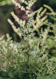Aruncus Aruncus Chantilly Lace, 2/3L