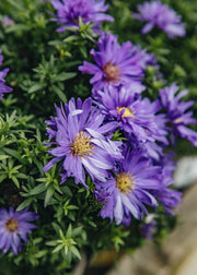 Aster Aster Dark Purple Launch, 2/3L