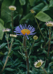 Aster Aster Berggarten