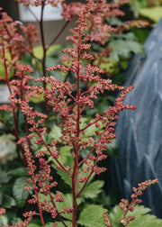 Astilbe Astilbe Bonn, 2/3L