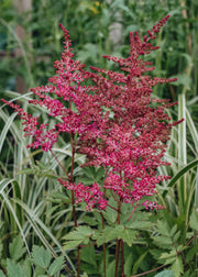 Astilbe Astilbe Raspberry