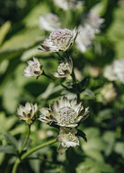 Astrantia Astrantia major Buckland, 2/3L