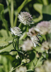 Astrantia Astrantia major Buckland, 2/3L