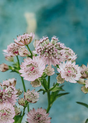 Astilbe Astrantia Pink Buttons, 2/3L