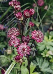 Astrantia Astrantia major Sparkling Stars Red, 2/3L