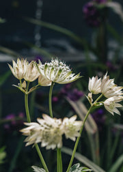 Astrantia Astrantia Sparkling Stars White