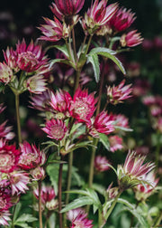 Astrantia Astrantia Star of Love