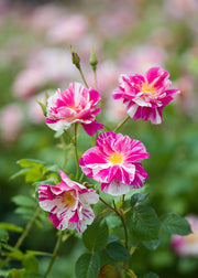 David Austin Roses Rosa The King's Rose™