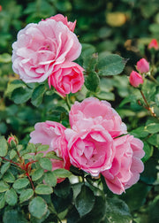 David Austin Roses David Austin Bonica Rose