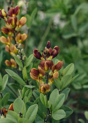 Baptisia Baptisia Cherries Jubilee