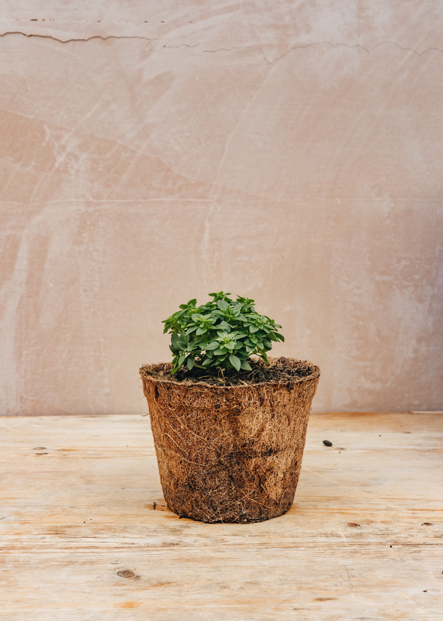 greek indoor plants Basil 'Greek', 1L – Burford Garden Co