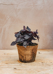 Hairy Pot Basil, Purple, 1L