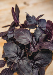 Hairy Pot Basil, Purple, 1L