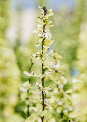 Berberis Berberis thunbergii Maria, 3L