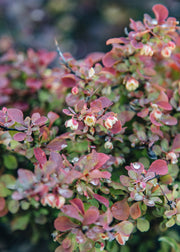 Berberis Berberis thunbergii Ruby Star, 3L