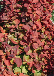 Berberis Berberis thunbergii Ruby Star