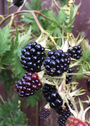 Blackberry Rubus fructicosus (Blackberry) Oregon Thornless, 3L