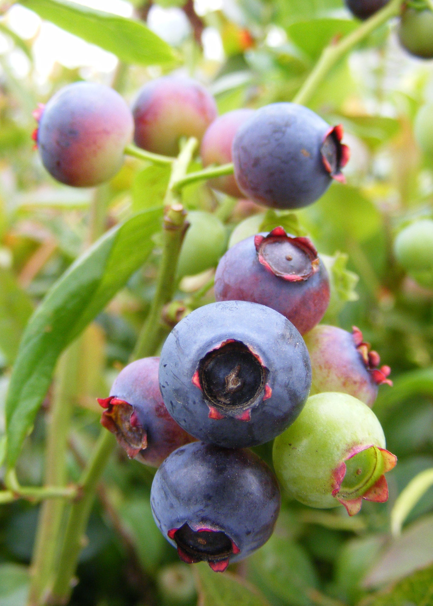 Vaccinium (Blueberry) Brigitta, 3L – Burford Garden Co