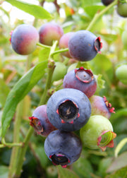 Blueberry Vaccinium (Blueberry) Brigitta, 3L