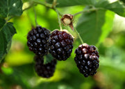 Boysenberry Boysenberry, 3L