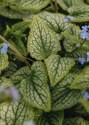 Brunnera Brunnera macrophylla Alexander's Great