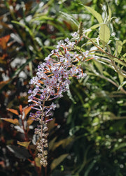 Buddleia Buddleja davidii Wisteria Lane, 3L