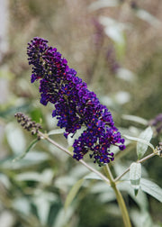 Buddleia Buddleja davidii Black Knight AGM, 3L
