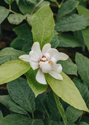 Calycanthus Calycanthus Venus 3L