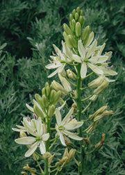 Taylors Bulbs Camassia Leichtlinii Alba, pack of nine bulbs