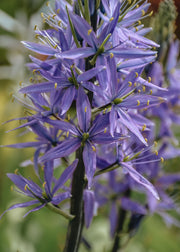 Taylors Bulbs Camassia leichtlinii Quamash, pack of 25 bulbs