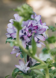 Campanula Campanula glomerata Caroline, 2/3L