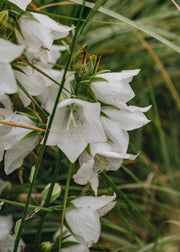 Campanula Campanula genti white, 2/3L