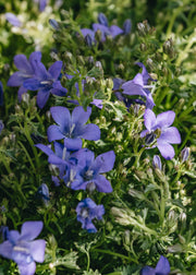 Campanula Campanula Sago