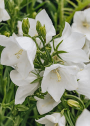Campanula Campanula persicifolia Takion White, 2/3L