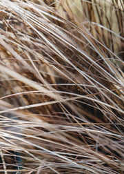 Carex Carex buchananii Red Rooster, 2L