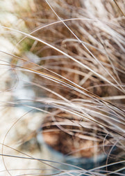 Carex Carex buchananii Red Rooster, 2L