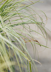 Carex Carex oshimensis Everest, 2L