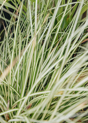 Carex Carex Evergold, 2/3L