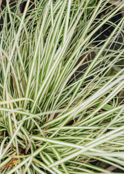 Carex Carex Evergold 2L