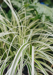 Carex Carex Feather Falls, 2/3L