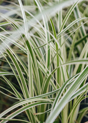 Carex Carex Feather Falls
