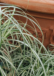 Carex Carex Moon Falls, 2/3L