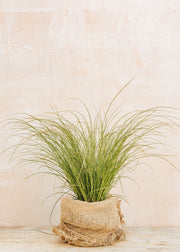 Carex Carex testacea Prairie Fire, 2L