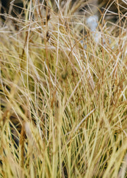 Carex Carex brunnera Jeneke